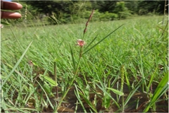 Alysicarpus longifolius